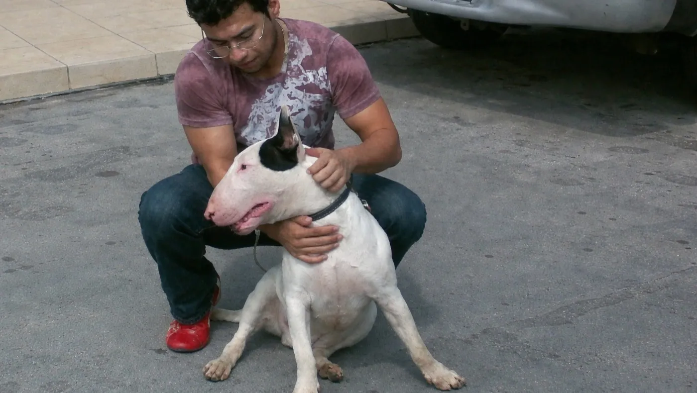 Killer, el Bull Terrier inglés que dio origen a AURA